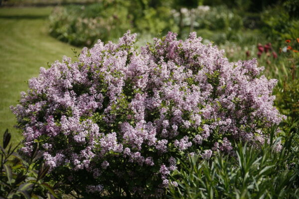 Pikkusyreeni 'Palibin'; At,2L,Ul