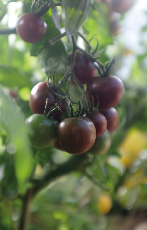 Tomaatti, 'Black Cherry', Organic - Image 2