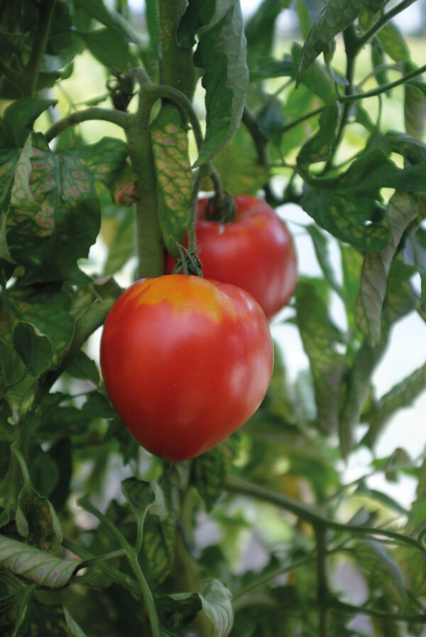 Tomaatti, 'Coeur de Boeuf' - Image 2