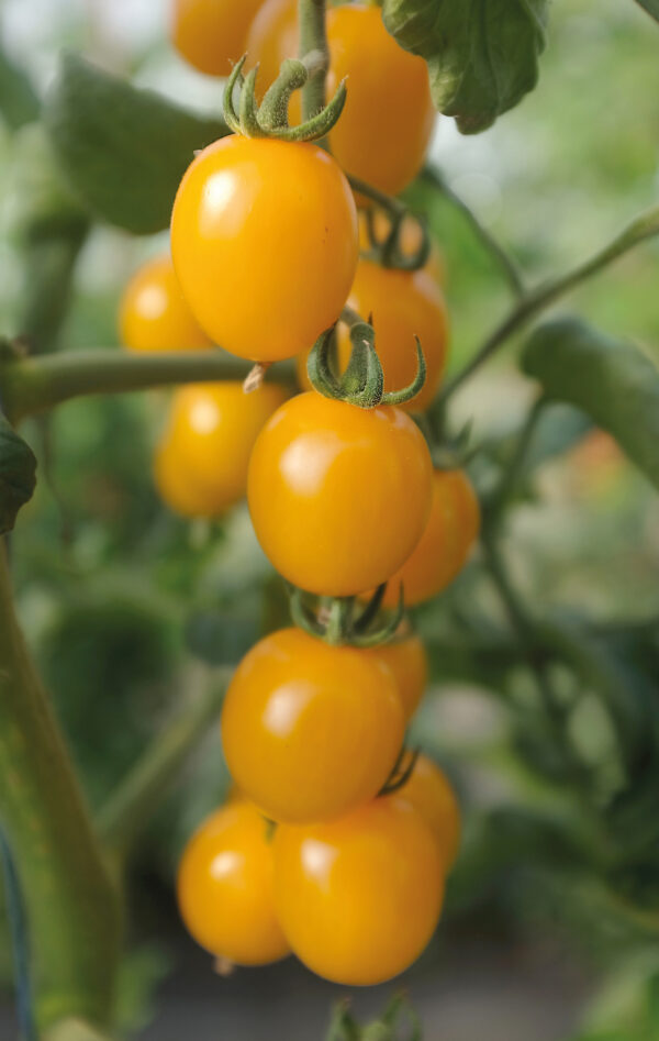 Tomaatti, 'Golden Pearl' F1 - Image 2